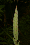 Watsonia pillansii RCP6-06 319.jpg